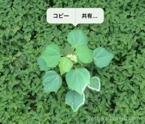 【iPhone】アルバムの写真を長押しで切り抜いてみた！